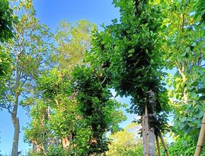 Ranah Pohon: Mewujudkan Ruang Terbuka Hijau yang Lebih Sehat dan Berkelanjutan untuk Kota Indonesia