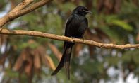 Ini Ciri dan Habitat Jenis Burung Pemakan Serangga yang Punya Paruh Runcing