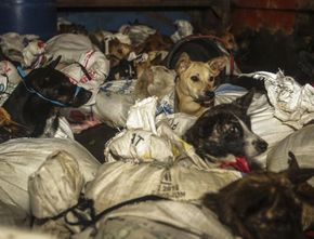 Bisnis Perdagangan Anjing di Sukoharjo Merajalela, “Sehari Potong 30 Ekor”