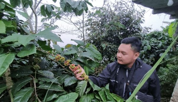 Berita Seputar Jogja: Panen Raya Petani Kopi Kulon Progo