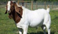 Dipercaya Mampu Meningkatkan Stamina! Ini 5 Manfaat Empedu Kambing yang Jarang Diketahui