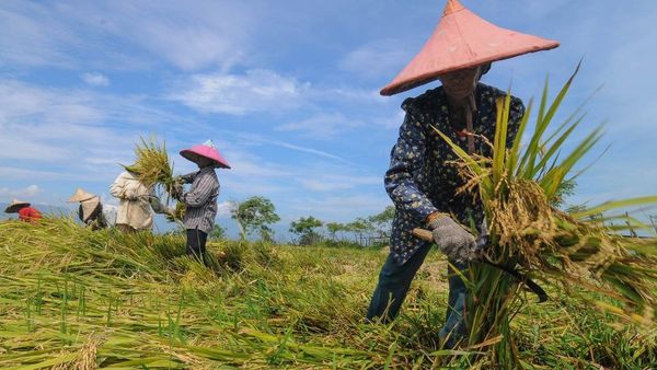 Mengejutkan! Pemajakan Sektor Pertanian Dinilai Tak Cerminkan Keadilan, Pemerintah Akan Tinjau Ulang