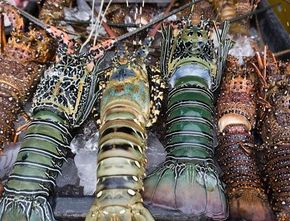 Polemik Perputaran Uang Ekspor Lobster Indonesia