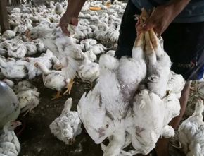 Sebanyak 30 Unggas di Tanah Bumbu Kalsel Positif Terjangkit Flu Burung