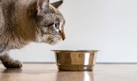 Ini Rekomendasi Makanan Basah Kucing untuk Kitten hingga Ibu Kucing yang Menyusui