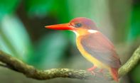 Indonesia Catat 1.835 Spesies Burung, Kokohkan Posisi sebagai Negara Megabiodiversitas