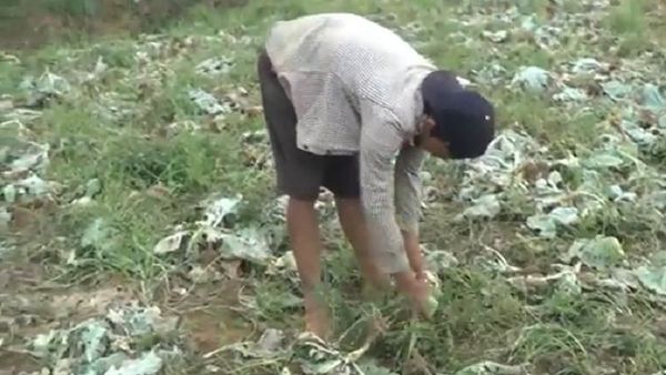 Berita Seputar Jateng: Harga Kubis Anjlok Rp 500 per Kilo, Petani di Batang Buang Hasil Panen