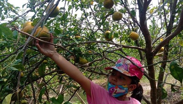 Desa Gamol Paremono Magelang Tawarkan Destinasi Wisata Petik Jeruk, Boleh Cicipi Sepuasnya