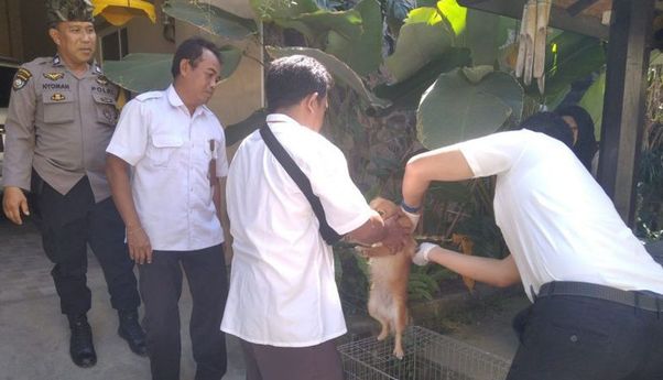 Distan Mataram Percepat Vaksinasi Rabies, Targetkan 1.500 Anjing Dalam 2 Minggu