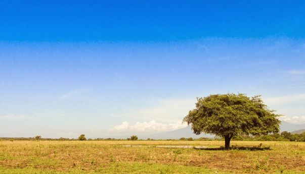 Keindahan Taman Nasional Baluran seperti di Afrika, Berikut Rute Termudahnya
