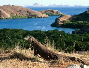 Tak Hanya Komodo, Ada Ratusan Spesies Hewan di Taman Nasional Komodo