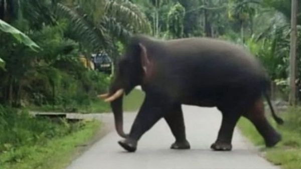 Puluhan Hektare Kebun Sawit Warga di Aceh Barat Dirusak Gajah