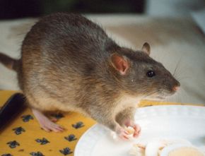 Mengenal Deretan Bahan Alami Pengusir Tikus
