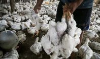 Sebanyak 30 Unggas di Tanah Bumbu Kalsel Positif Terjangkit Flu Burung