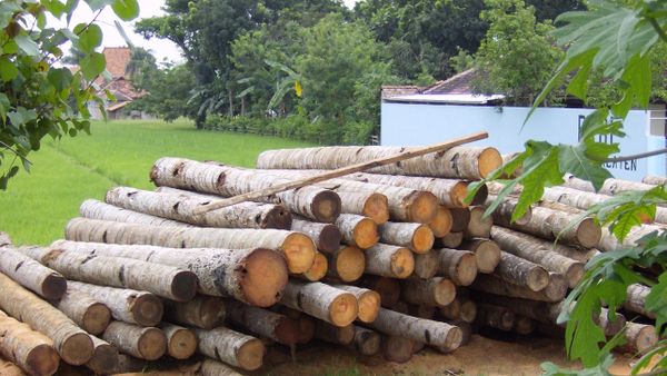 Pahami Manfaat Pohon Kelapa dari Akar Hingga Rantingnya