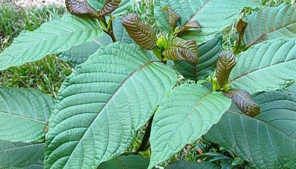 Miliki Efek Lebih Kuat dari Morfin, Wabup Kapuas Hulu Sebut Kratom Bisa Angkat Ekonomi Masyarakat dan Ramah Lingkungan