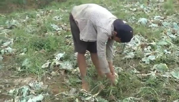 Berita Seputar Jateng: Harga Kubis Anjlok Rp 500 per Kilo, Petani di Batang Buang Hasil Panen