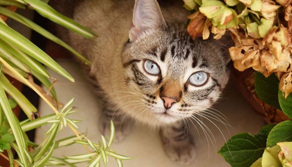 5 Herbal Alami Bantu Mengurasi Stres atau Kecemasan pada Kucing