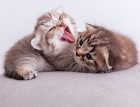 Adopsi Anak Kucing? Ikut 7 Cara Merawatnya Agar Bertahan Hidup dan Sehat
