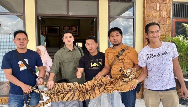 Polisi Gagalkan Penjualan Kulit Harimau di Sebuah Hotel di Kerinci Jambi