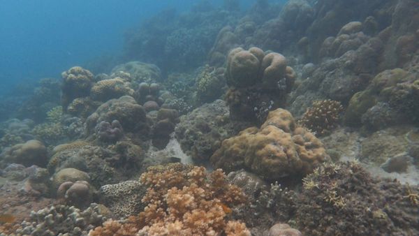 Mengintip Kehidupan Biota Laut di Perairan Celukan Bawang
