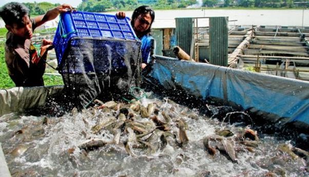 Memberi Pakan Ikan Lebih Efisien Lewat Aplikasi eFishery