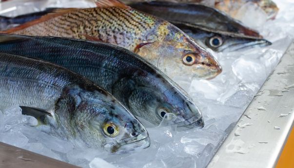 Apakah Ikan Sapu-sapu Aman Dikonsumsi? Simak Penjelasan Ahli