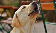Anjing Melolong karena Melihat Makhluk Halus, Mitos atau Fakta? Begini Penjelasannya