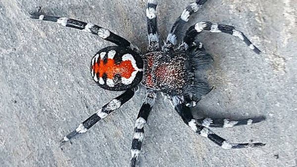 Unik! Peneliti Menemukan Laba-laba dengan Punggung Berpola Seringai Joker