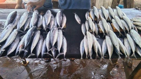 Dampak Cuaca Buruk, Tangkapan Ikan Nelayan di Kupang NTT Berkurang