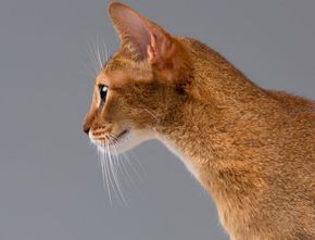 Tak Hanya sebagai Sensor, Berikut Penjelasan Lengkap Fungsi Kumis bagi Kucing