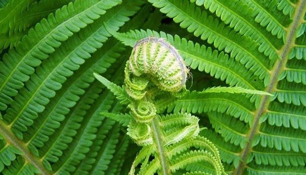 Metagenesis Tumbuhan Paku? Berikut Penjelasan Ilmiahnya