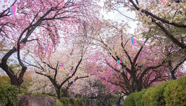 Tempat Terbaik Untuk Melihat Bunga Sakura Jepang