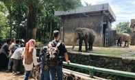 Libur Lebaran, Ragunan Diserbu Lebih Dari 81 Ribu Pengunjung