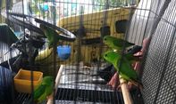 Berita Terkini: Penyelundupan 5 Burung Serindit Melayu Berhasil Digagalkan Petugas