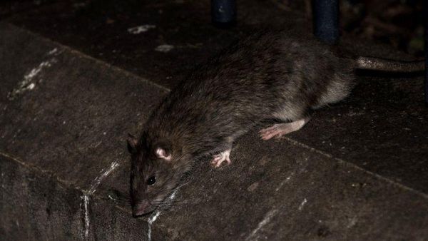 Tikus Jaksel Disebut Bawa Penyakit Leptospirosis: Begini Cara Mencegah Penularannya