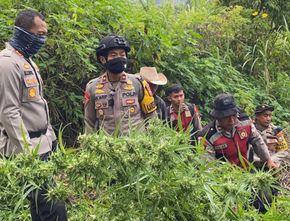 Polisi Temukan 25 Ribu Batang Tanaman Ganja di Lereng Gunung Semeru