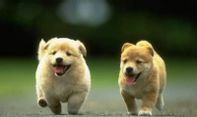 Daur Hidup Anjing: Pengetahuan Penting Mengenai Hewan Peliharaan