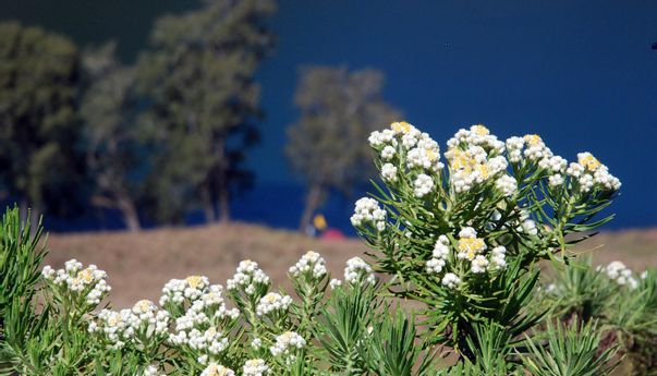 Hamparan Edelweis Ranca Upas Dirusak, Berikut Habitat Edelweis yang Ada di Indonesia