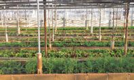 Sadar Pentingnya Ketahanan Pangan, Masyarakat Kota Semarang Makin Getol Urban Farming