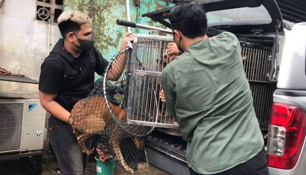 Pemprov DKI Selamatkan Puluhan Anjing dari Tempat Jagal, Pecinta Hewan Dipersilakan Adopsi