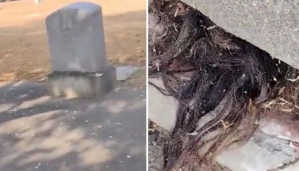 Lelaki Ini Kaget Usai Temukan Rambut dari dalam Kuburan Berusia 100 Tahun