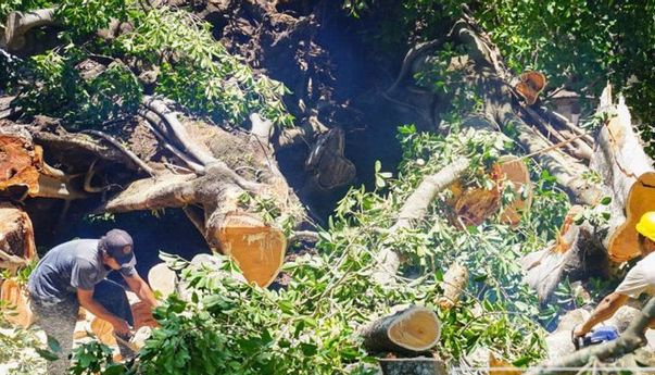 Pemkot Mataram Bakal Beli Alat yang Bisa Prediksi Kapan Pohon Tumbang