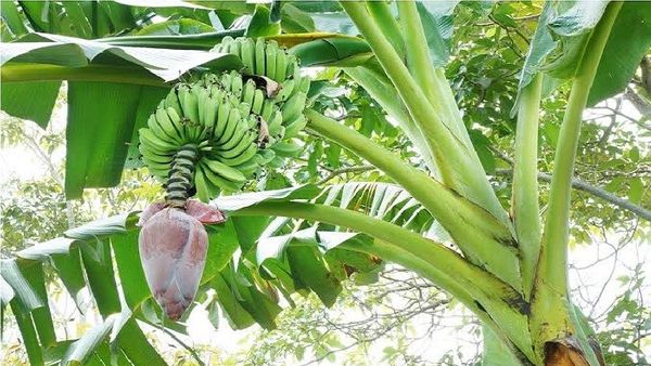 Secara vegetatif tumbuhan pisang berkembang biak dengan menggunakan