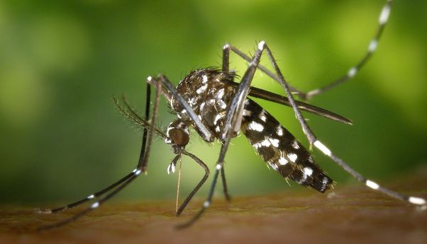 Dinkes DKI Bakal Sebar Nyamuk Wolbachia Mulai 4 Oktober, 800 Warga Siap Jadi Orang Tua Asuh