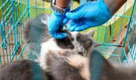 Kepala BNPB Targetkan NTT Bebas Rabies pada Desember Tahun Ini