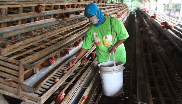 Akibat Pandemi Corona, Peternak Ayam Rugi Banyak