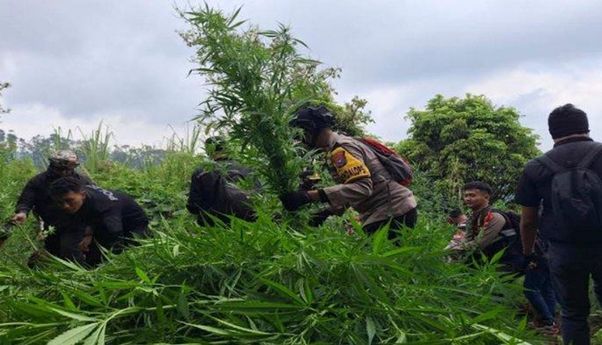 Polisi Temukan Lagi Ladang Ganja di Lereng Semeru, Terakhir 4.388 Pohon