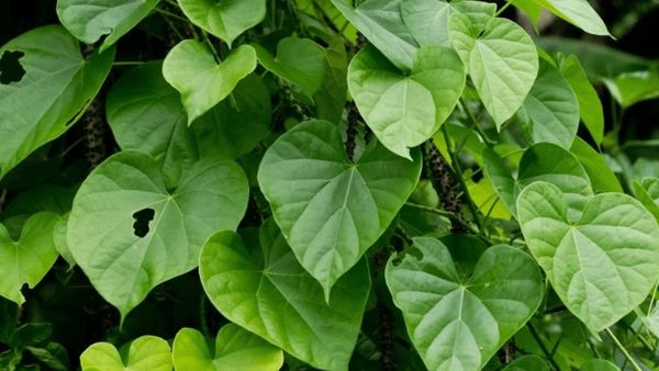 Kandungan Daun Brotowali yang Ampuh Sembuhkan Penyakit Kulit