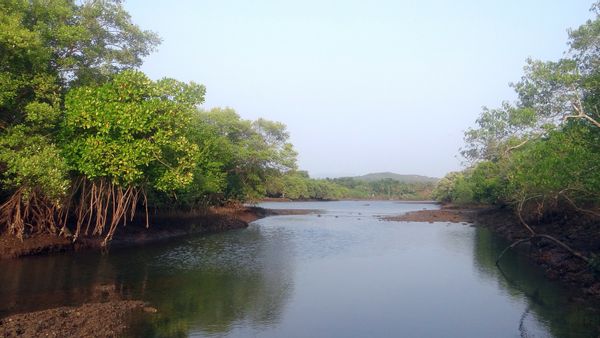 Pusaran KP Desak Pemerintah Dorong Program Perikanan Berbasis Konservasi Mangrove